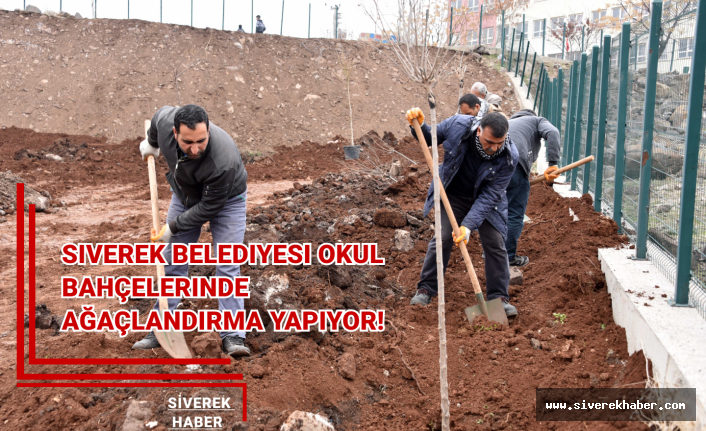 Siverek Belediyesi okul bahçelerinde ağaçlandırma yapıyor!