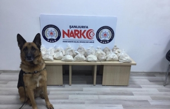19 kilogram eroini narkotik köpeği 'Sedef' buldu