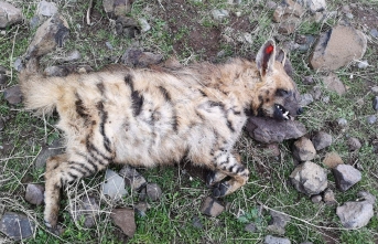 Bakanlık Siverek’teki olayla ilgili Soruşturma başlattı!