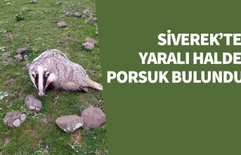 Siverek'te yaralı halde bulundu! - Video Haber