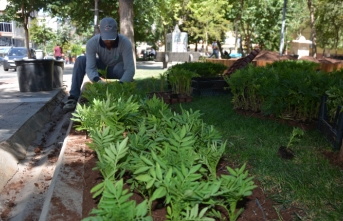 Siverek Belediyesi park ve yeşil alanlara çiçek ekimi yapıyor