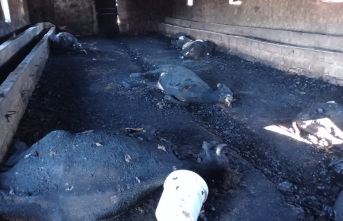Siverek'te 12 büyükbaş hayvan yanarak telef oldu