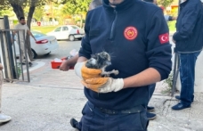 Su tahliye borusuna sıkışan yavru kedi kurtarıldı!