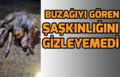 Siverek'te doğan buzağı görenleri şaşkına çevirdi!