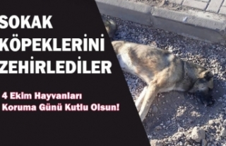 Sokak Köpeklerini Zehirledirler