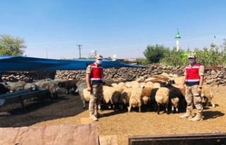 Jandarmanın Bulduğu Koyunlar Sahibine Teslim Edildi