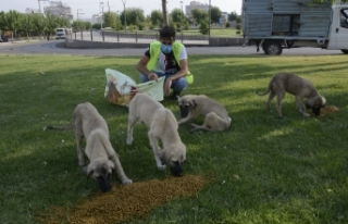 Belediye Sokak Hayvanlarını unutmadı