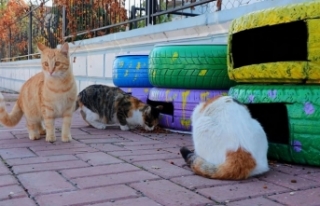 Şanlıurfa Büyükşehir Belediyesi Kedi Evi Projesini...