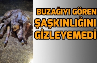 Siverek'te doğan buzağı görenleri şaşkına...