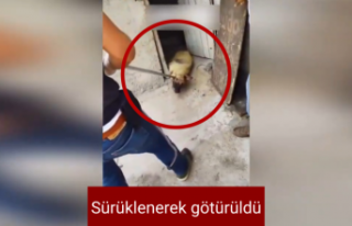 Siverek'te tepki çeken görüntüler