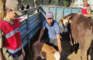 Evin önünden çalınan inek, sahibine teslim edildi
