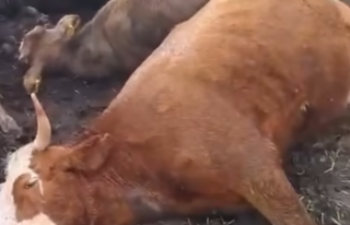 Kars’ta çobanlara ve sürüsüne yıldırım isabet...