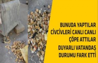 Çöpe Atılan Yumurtalardan Canlı Civciv Çıktı