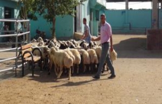 Hayvancılık yapana asgari ücret ve sigorta!