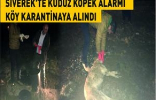 Siverekte kuduz köpek alarmı köy karantinaya...