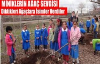 MİNİKLERİN AĞAÇ SEVGİSİ