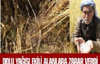 Dolu Yağışı, Ekili Alanlara Zarar Verdi Çiftçiler...