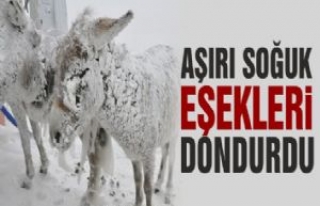 Terk Edilen Başıboş Eşekler Buz Tuttu 