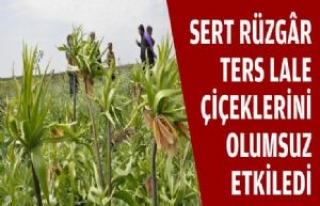 Sert Rüzgâr Ters Lale Çiçeklerini Olumsuz Etkiledi