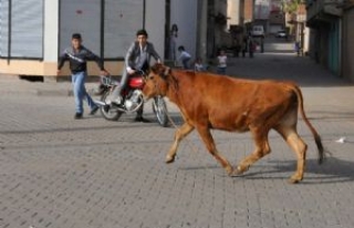 Siverek'te Kaçan Danayı Çocuklar Yakaladı