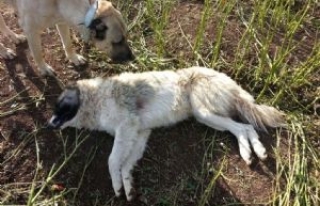 Köpekleri Öldüren Köylüden Şikayetçi Oldu