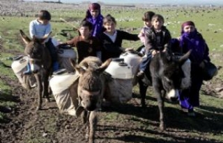 İçme Suyunu 2 Km'den Eşekler İle Taşıyorlar