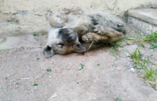 Yavru Köpek Sokakta Dondu