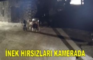 İnek Hırsızları Güvenlik Kamerasında