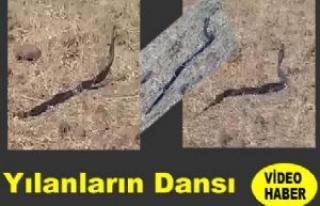 Yılanların Dansı Görenleri Şaşırttı