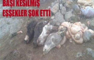 Siverek'te Kafası Kesilmiş Eşşekler Gündeme...