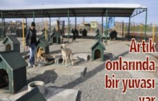Siverek Belediyesi Hayvan Barınağı Sokak Köpeklerinin...