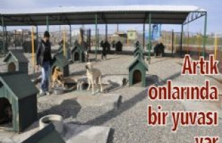 Siverek Belediyesi Hayvan Barınağı Sokak Köpeklerinin...