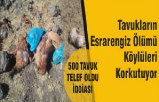 Tavukların Esrarengiz Ölümü Köylüleri Korkutuyor