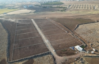 Siverek’in Şire Bağlarında Hummalı Çalışmalar Sürüyor