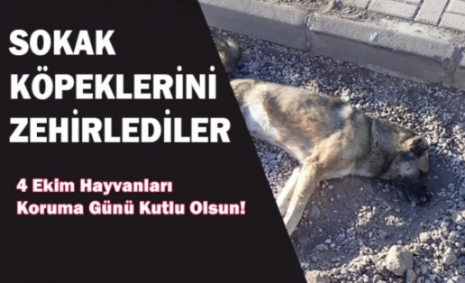 Sokak Köpeklerini Zehirledirler