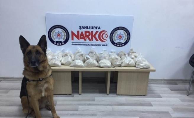 19 kilogram eroini narkotik köpeği 'Sedef' buldu