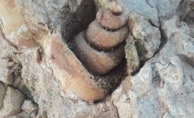 Siverek'te Milyonlarca yıl öncesine ait deniz fosili bulundu