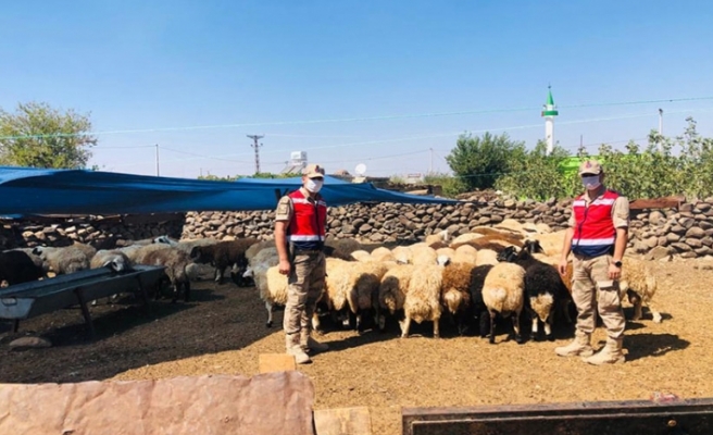 Jandarmanın Bulduğu Koyunlar Sahibine Teslim Edildi