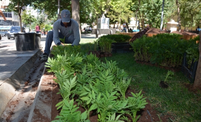 Siverek Belediyesi park ve yeşil alanlara çiçek ekimi yapıyor