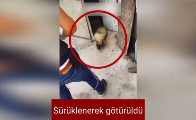 Siverek'te tepki çeken görüntüler