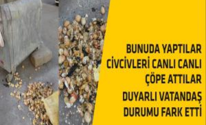 Çöpe Atılan Yumurtalardan Canlı Civciv Çıktı