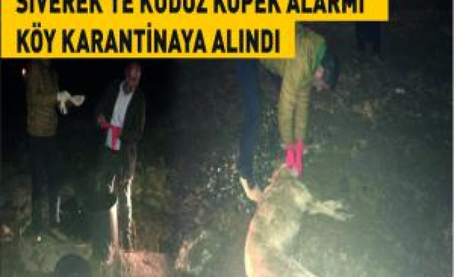 Siverekte kuduz köpek alarmı köy karantinaya alındı  