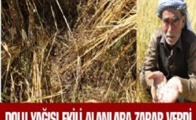 Dolu Yağışı, Ekili Alanlara Zarar Verdi Çiftçiler Kara Kara Düşünüyor