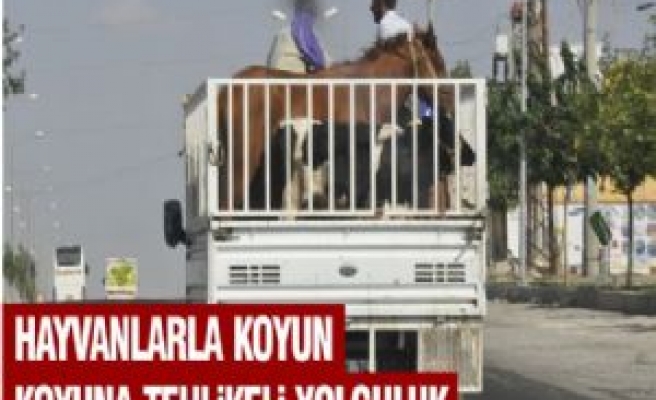 Hayvanlarla Koyun Koyuna Tehlikeli Yolculuk