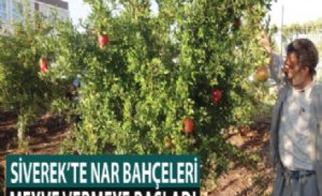 Yeni Nar Bahçeleri Meyve Vermeye Başladı