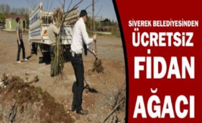 Siverek Belediyesinden Ücretsiz Fidan Ağacı