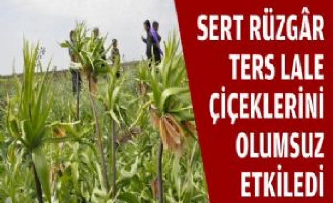 Sert Rüzgâr Ters Lale Çiçeklerini Olumsuz Etkiledi