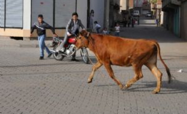 Siverek'te Kaçan Danayı Çocuklar Yakaladı