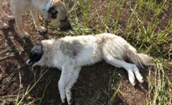 Köpekleri Öldüren Köylüden Şikayetçi Oldu