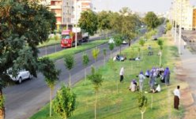 Belediye Başkanı Bucak ‘’ Beş Yılda  20 Bin Çınar Ağacı” Dikildi